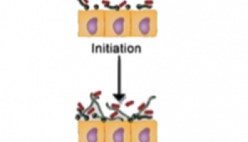 Inhibición de la formación de biopelículas de Candida Albicans mediante berberin